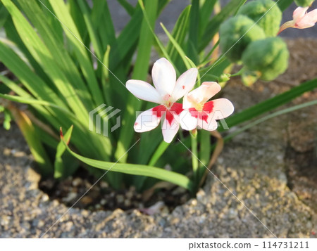Red and white melon flower Red and white melon flower 114731211