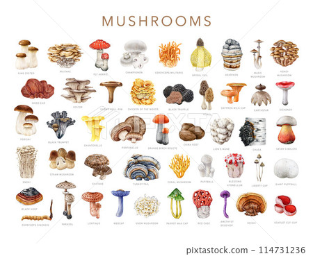 Various mushroom collection. Watercolor painted illustration. Painted edible, medicinal, poisonous fungi set. Big collection of vintage style mushrooms with names. White background 114731236