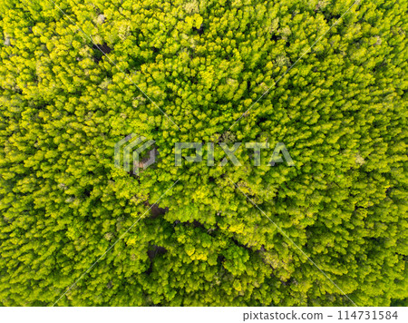 Amazing abundant mangrove forest, Aerial view of forest trees Rainforest ecosystem and healthy environment background, Texture of green trees forest top down, High angle view 114731584