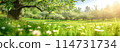 Beautiful blooming apple tree in garden with fresh green grass, daisies and dandelions. Sunshine in natural park. 114731734