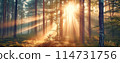 Panoramic background of sunrise in foggy forest. Banner and wallpaper concept. 114731756