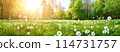 Beautiful garden with daisy flowers in late spring. Sunlight in natural park. 114731757