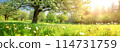 Beautiful blooming apple tree in garden with fresh green grass, daisies and dandelions. Sunshine in natural park. 114731759