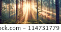 Panoramic background of sunrise in foggy forest. Banner and wallpaper concept. 114731779