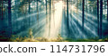 Panoramic background of sunrise in foggy forest. Banner and wallpaper concept. 114731796