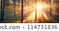 Panoramic background of sunrise in foggy forest. Banner and wallpaper concept. 114731836