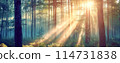 Panoramic background of sunrise in foggy forest. Banner and wallpaper concept. 114731838