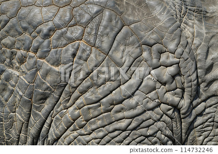 Generative ai on theme of beautiful texture elephant skin for design natural abstract background 114732246
