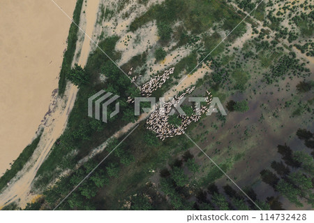 Flock of sheep on flooded pasture, aerial view Flock of sheep on flooded pasture, aerial view 114732428