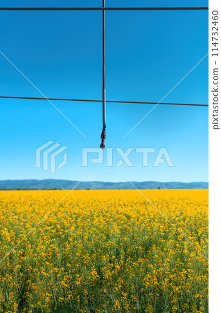Linear or lateral move irrigation with rotator style pivot applicator sprinkler in rapeseed field 114732460