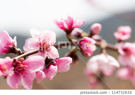 Peach flowering trees in gardens in spring 114732638