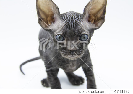 Beautiful gray Sphynx kitten against background. A little sphynx Cat look on camera Beautiful gray Sphynx kitten against background. A little sphynx Cat look on camera 114733132