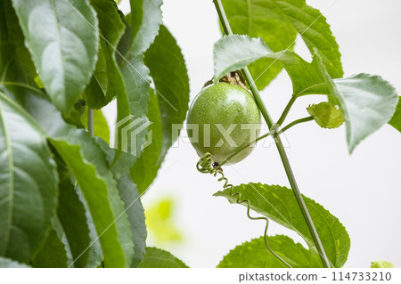 Spicy fruit, fruit, Penglai banana, tropical fruit, passion fruit, fruit, Penglai banana, tropical fruit Spicy fruit, fruit, Penglai banana, tropical fruit, passion fruit, fruit, Penglai banana, tropical fruit 114733210