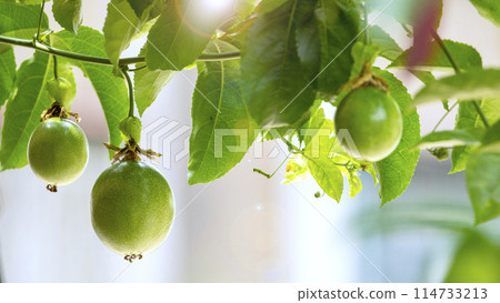 Spicy fruit, fruit, Penglai banana, tropical fruit, passion fruit, fruit, Penglai banana, tropical fruit Spicy fruit, fruit, Penglai banana, tropical fruit, passion fruit, fruit, Penglai banana, tropical fruit 114733213