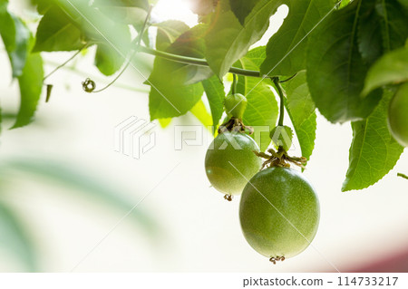 100種水果、水水果、penguangsho、熱水水果、百香果、水果、penrai香蕉、熱帶水果 114733217