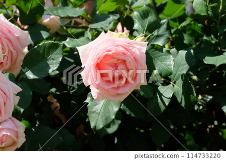 Pink rose "Hamamirai" Pink rose "Hamamirai" 114733220