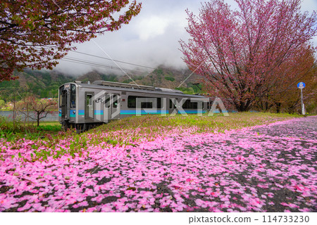 Cherry blossoms falling along the shores of Lake Kizaki and a train [Lake Kizaki, Uminokuchi] 114733230