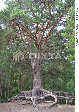 Old pine tree Old pine tree 114733233