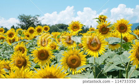 向日葵（津南向日葵廣場） 114733350