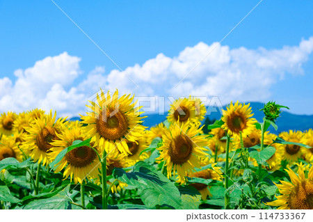 向日葵(津南向日葵廣場) 向日葵(津南向日葵廣場) 114733367