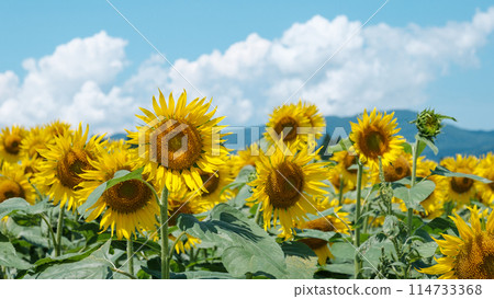 向日葵（津南向日葵廣場） 114733368