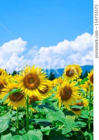 Sunflowers (at Tsunan Sunflower Square) Sunflowers (at Tsunan Sunflower Square) 114733373