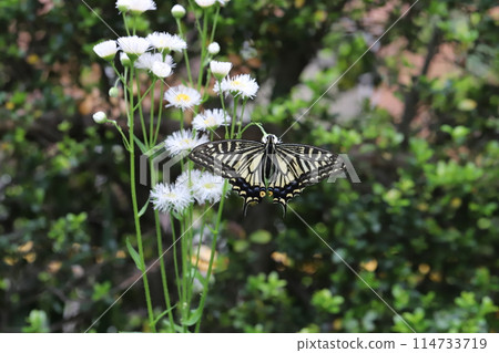 A swallowtail butterfly sucking nectar from a phillybum flower blooming in a spring field A swallowtail butterfly sucking nectar from a phillybum flower blooming in a spring field 114733719