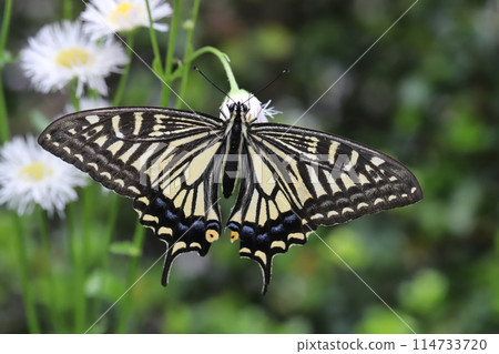 A swallowtail butterfly sucking nectar from a phillybum flower blooming in a spring field A swallowtail butterfly sucking nectar from a phillybum flower blooming in a spring field 114733720
