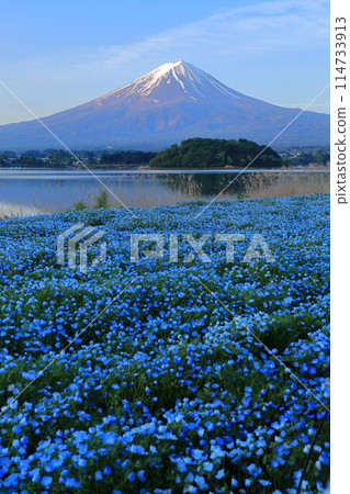 河口湖的粉蝶花田 114733913