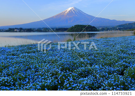 Nemophila fields at Lake Kawaguchi 114733921