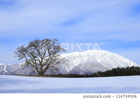 小岩井一本櫻 2024 冬季 114734506