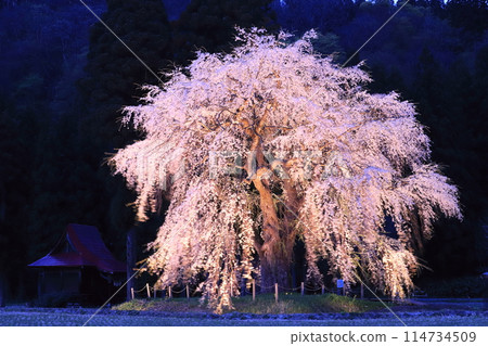 大白大人的垂枝櫻花 2024 114734509