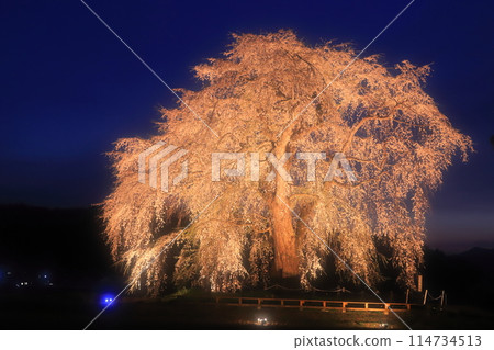 大白大人的垂枝櫻花 2024 114734513