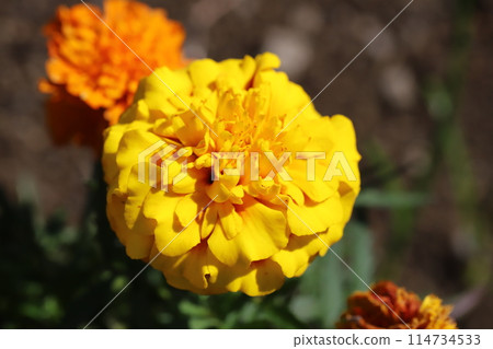 萬壽菊鮮花盛開在春天的花園 114734533