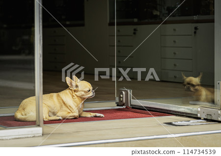 Funny little Chihuahua dog is faithfully waiting for his owner at entrance to store Funny little Chihuahua dog is faithfully waiting for his owner at entrance to store 114734539