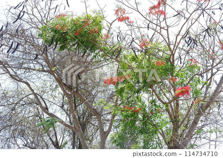beautiful natural green panorama as a background beautiful natural green panorama as a background 114734710