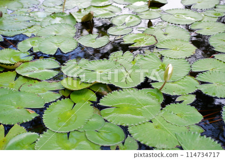 water lily on pond 114734717