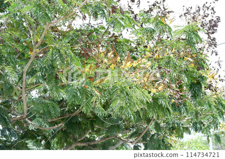 beautiful natural green panorama as a background beautiful natural green panorama as a background 114734721