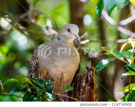 Turtle Dove perched on a tree Turtle Dove perched on a tree 114734908