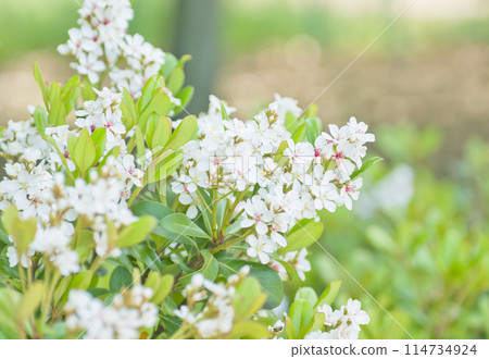 Flowering tree that blooms in spring, small white flowers of Rhaphiolepis umbellata 114734924