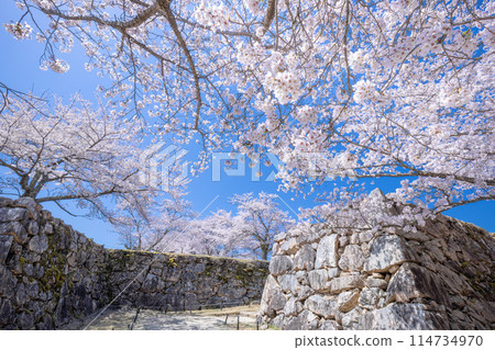 Cherry blossoms in full bloom Takeda castle ruins Cherry blossoms in full bloom Takeda castle ruins 114734970