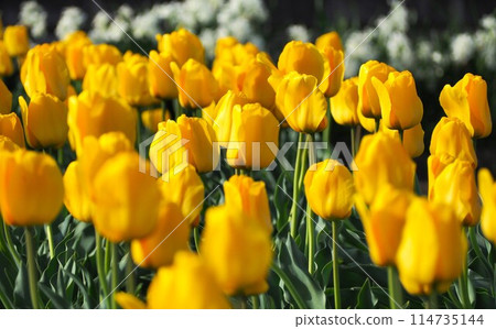 Yellow tulip Yellow tulip 114735144