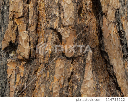 Maritime Pine, Pinus pinaster trunk symbol. Texture made of maritime pine tree bark. Beautiful Maritime Pine, Pinus pinaster trunk background. Conceptual image. Peaceful nature. Maritime Pine, Pinus pinaster trunk symbol. Texture made of maritime pine tree bark. Beautiful Maritime Pine, Pinus pinaster trunk background. Conceptual image. Peaceful nature. 114735222