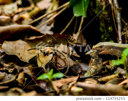 Japanese grass lizard eating insects - copy space 114735253