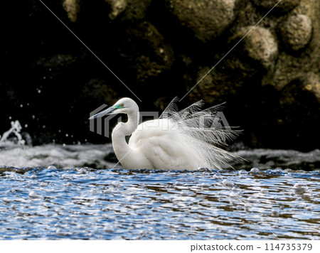 水邊的雛菊 114735379