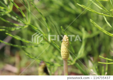Waiting for spring, feeling the spring, horsetail (Horsetail) background is blurred image Waiting for spring, feeling the spring, horsetail (Horsetail) background is blurred image 114735437