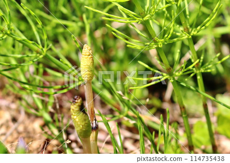 Waiting for spring, feeling the spring, horsetail (Horsetail) background is blurred image Waiting for spring, feeling the spring, horsetail (Horsetail) background is blurred image 114735438