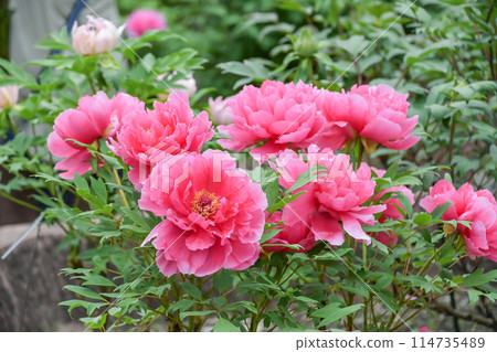 Button "Spring Color" Button "Spring Color" 114735489