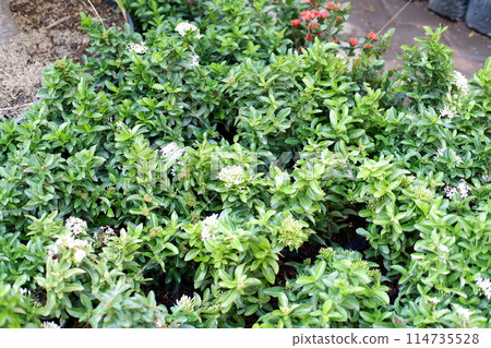 beautiful floral panorama as a background 114735528