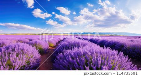 Vast lavender fields on a sunny day 114735591
